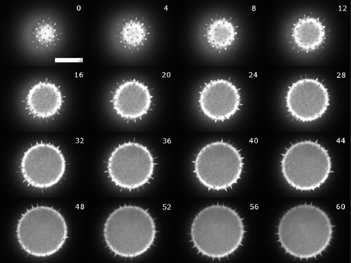 花粉粒（直径 100μm）的 Z 叠图，范围为 60μm
